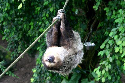 Sloth sleeping.jpg