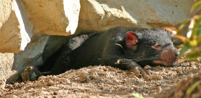 Tasmanian devil.jpg