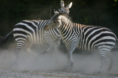Zebra4.jpg