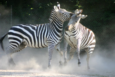 Zebra5.jpg