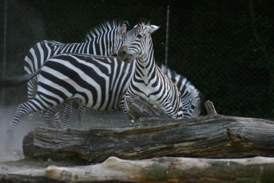 Zebra6.jpg
