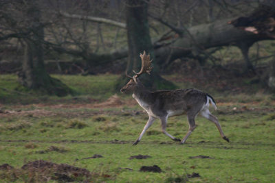 Deer Running.jpg