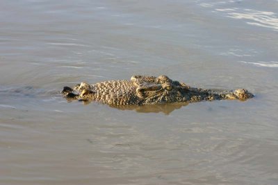 Krokodille.jpg
