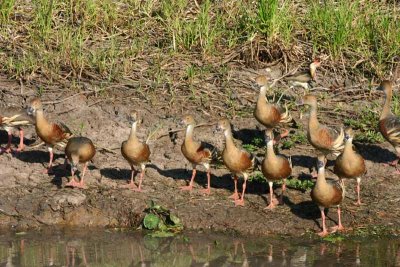 Ducks in Kakadu.jpg