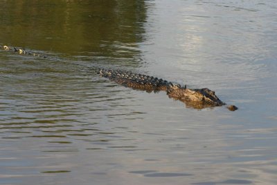 Swimming croc.jpg