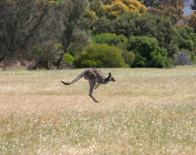 Jumping kangaroo.jpg