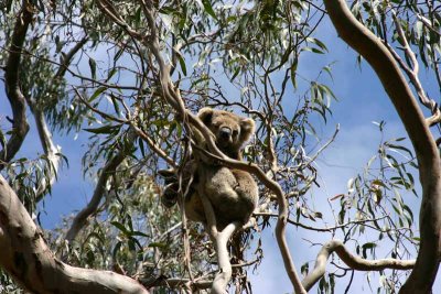 Koala up high.jpg