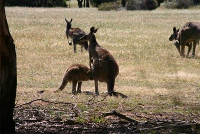Kangaroos1.jpg