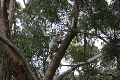 Koala going up.jpg