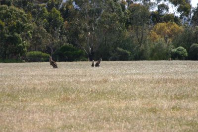 kangaroos in the field.jpg