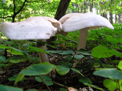 Fungi.JPG