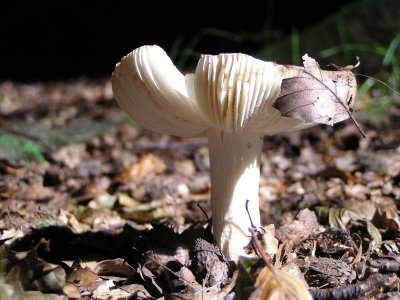 Fungus1.JPG