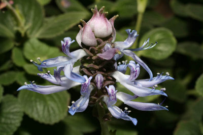 Blueflower.jpg