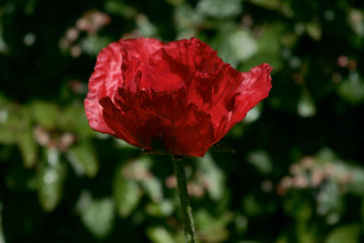 flowers_and_plants