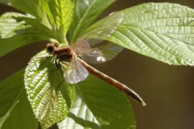 transformation_dragonfly