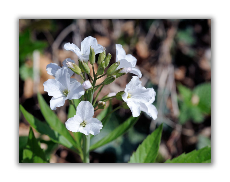 647 Cardamine heptaphylla