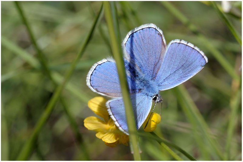 Cyaniris semiargus