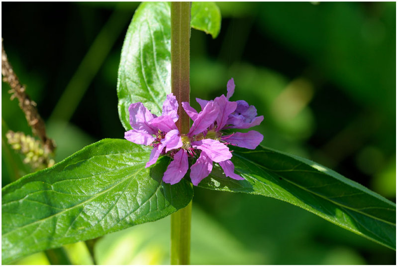 1257 Lythrum salicaria