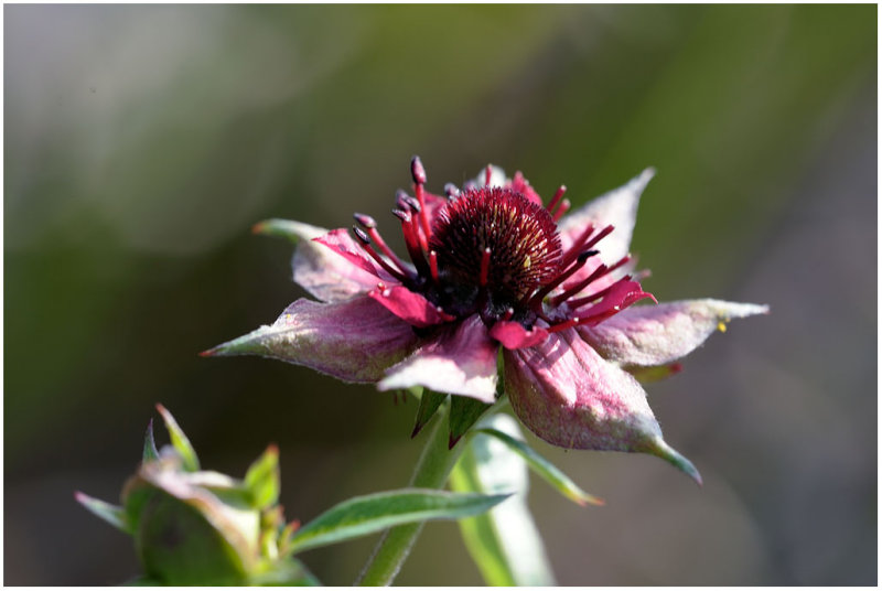 938 Potentilla palustris