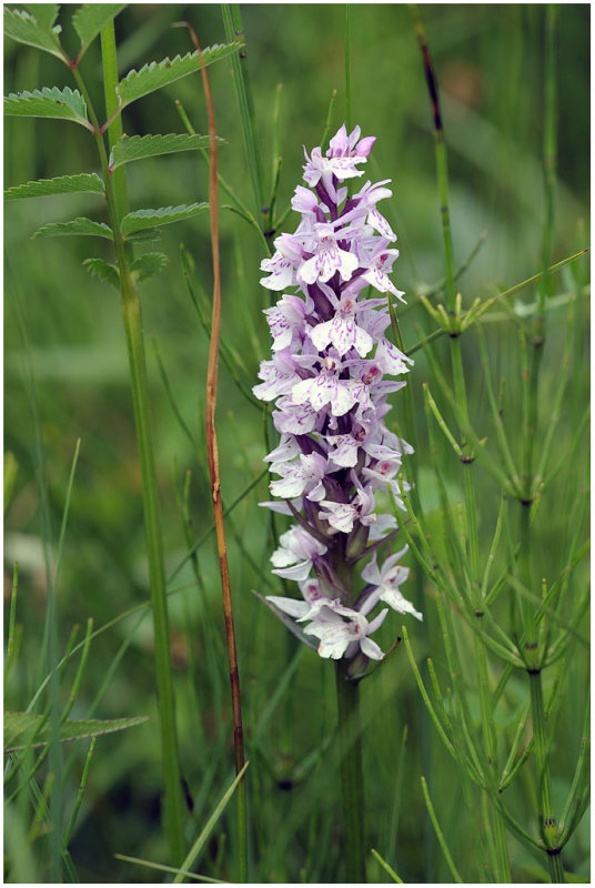 2973 Dactylorhiza maculata