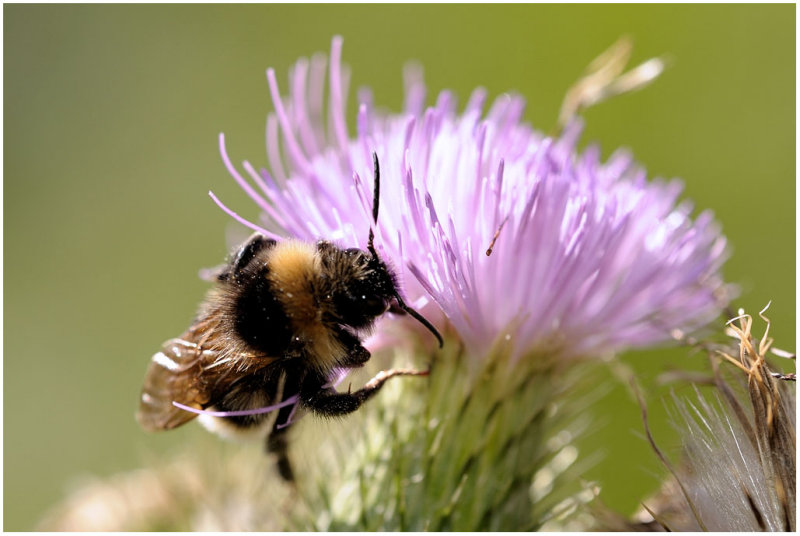 Bombus terrestris