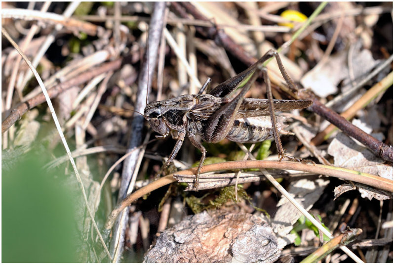 Decticus verrucivorus