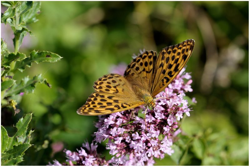 Argynnis paphia