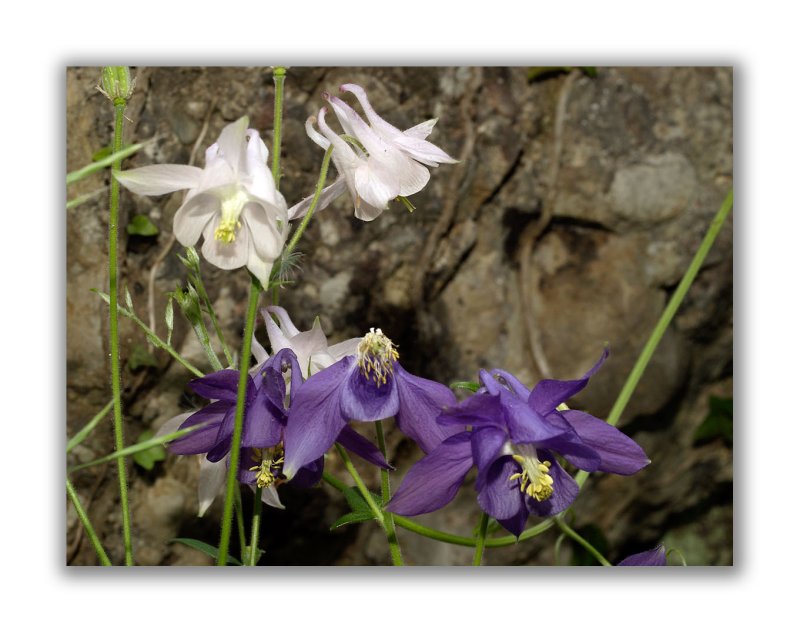 126 Aquilegia vulgaris