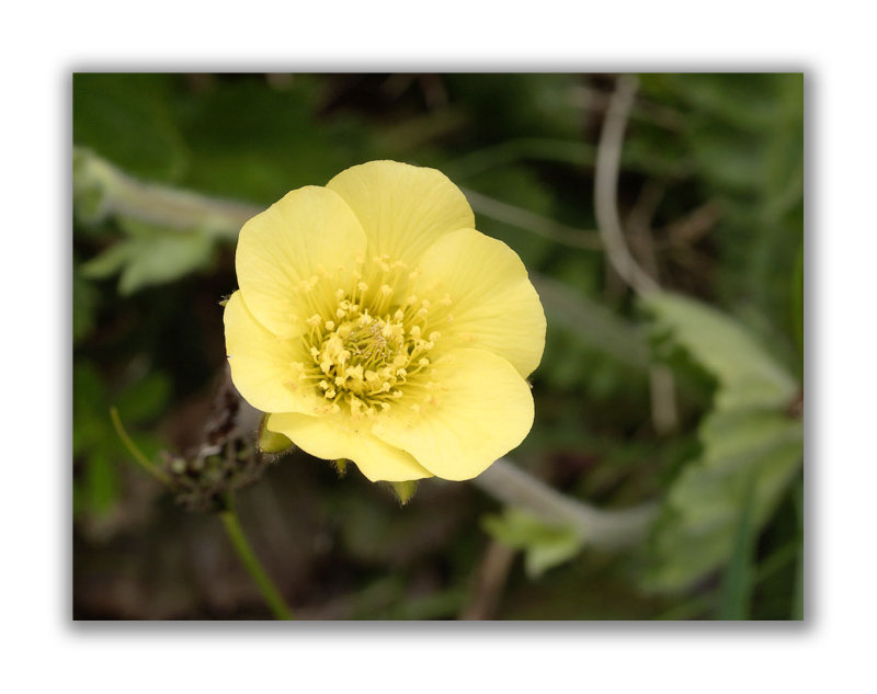 936 Geum reptans