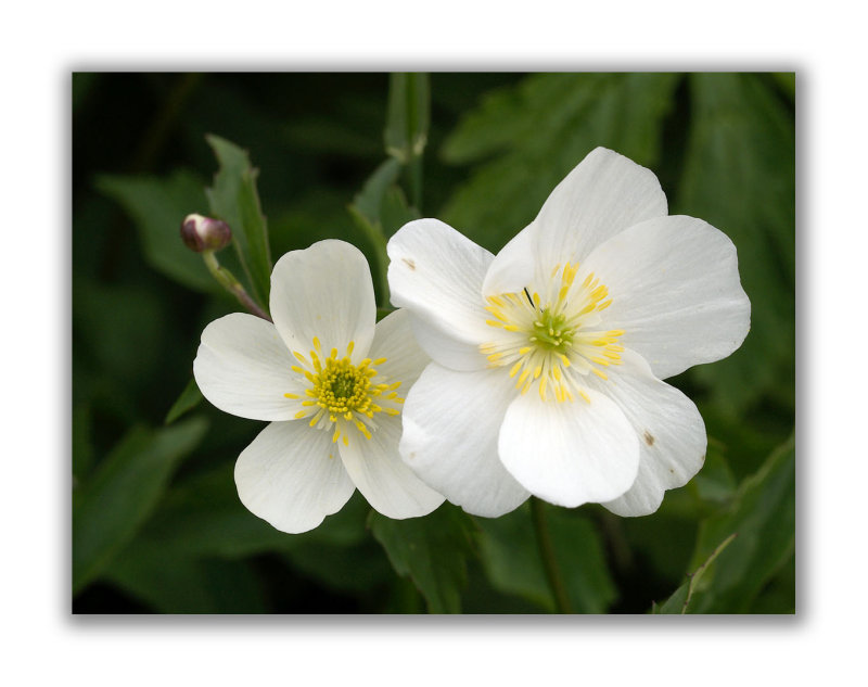 170 Ranunculus platanifolius