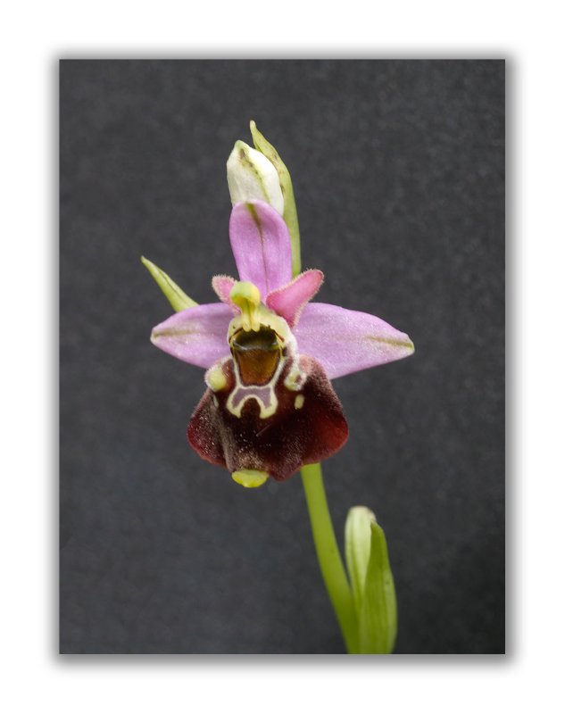 2970 Ophrys holoserica eliator