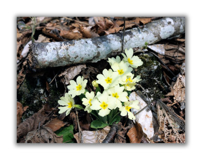 809 Primula acaulis