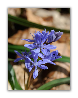 2885 Scilla bifolia