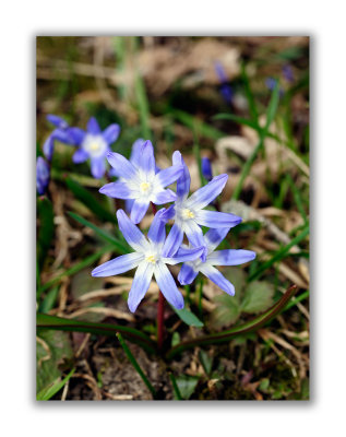 2888 Chionodoxa luciliae