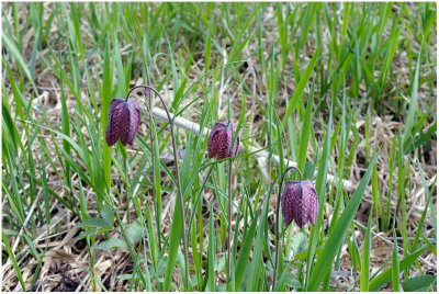 2848 Fritillaria meleagris