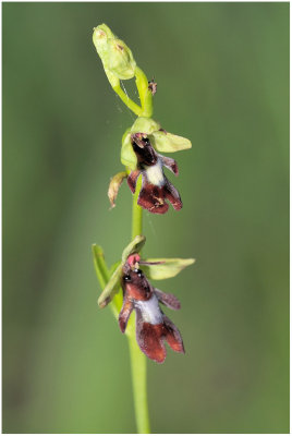 2971 Ophrys insectifera