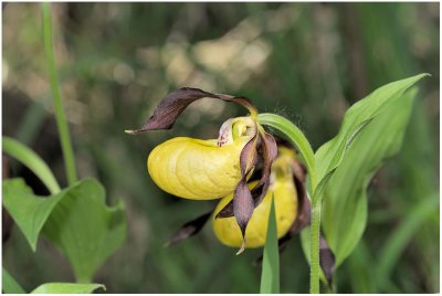 2933 Cypripedium calceolus