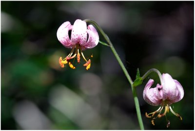 2879 Lilium martagon