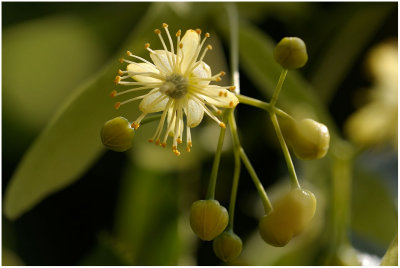 506 Tilia platyphyllos