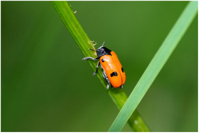 Clytra laeviuscula