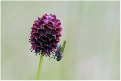 931 Sanguisorba officinalis