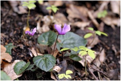 839 Cyclamen purpurascent