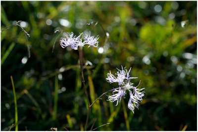 401 Dianthus superbus