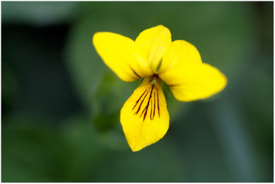 554 Viola biflora