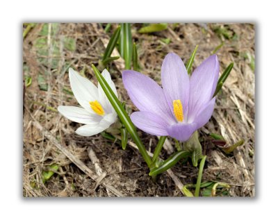 2914 Crocus albiflorus