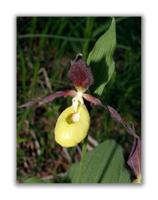 2933 Cypripedium calceolus