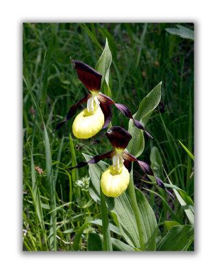 2933 Cypripedium calceolus