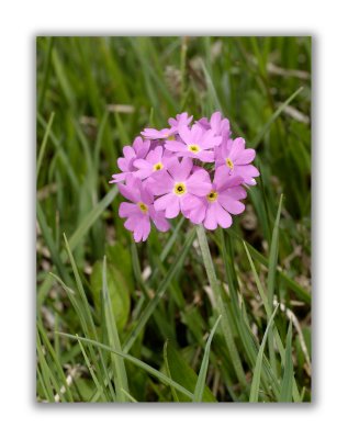 815 Primula farinosa