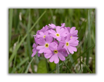 815 Primula farinosa