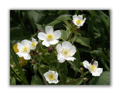 170 Ranunculus platanifolius